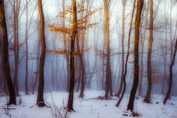 Escuro Neblina Floresta Panorama Fantasia Halloween Paisagem — Fotografia de Stock