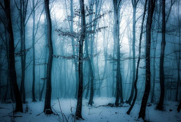 Dark Misty Forest Panorama Fantasy Halloween Landscape — Stock Photo, Image