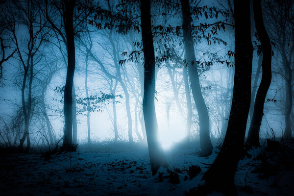 Dark misty forest panorama fantasy halloween landscape