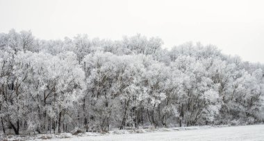 Donmuş güzel kış manzarası Donmuş ağaçlarla