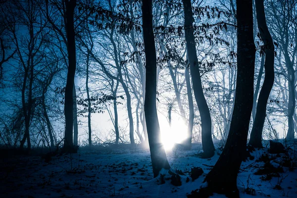 Dark Misty Forest Panorama Fantasy Halloween Landscape — Stock Photo, Image