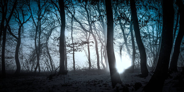 Dark misty forest panorama fantasy halloween landscape