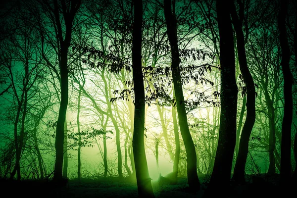 Dark Misty Forest Panorama Fantasy Halloween Landscape — Stock Photo, Image