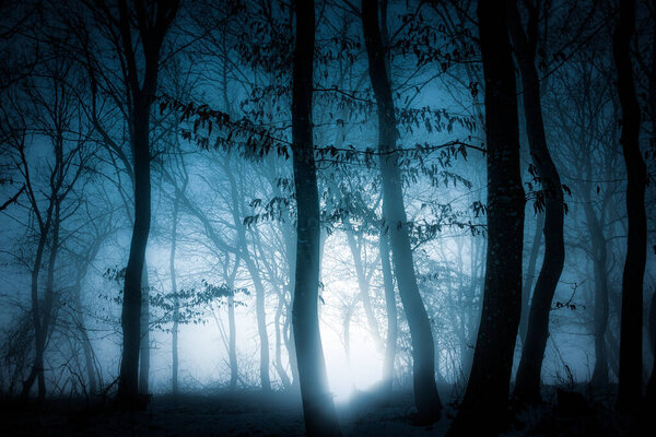 Dark misty forest panorama fantasy halloween landscape