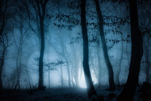 Dark Misty Forest Panorama Fantasy Halloween Landscape — Stock Photo, Image