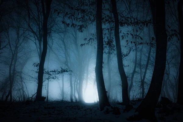 Dark Misty Forest Panorama Fantasy Halloween Landscape — Stock Photo, Image