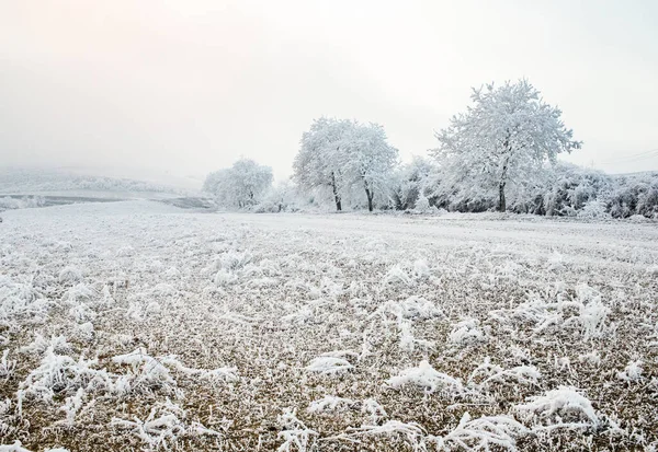 Красивый Зимний Пейзаж Ледяными Деревьями — стоковое фото