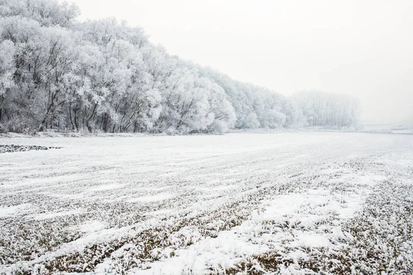 Schöne Gefrorene Winterlandschaft Mit Frostigen Bäumen — Stockfoto