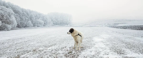 Hermoso Paisaje Invierno Congelado Con Árboles Helados —  Fotos de Stock