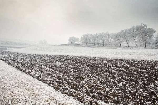 Smukke Frosne Vinter Landskab Med Kølige Træer - Stock-foto