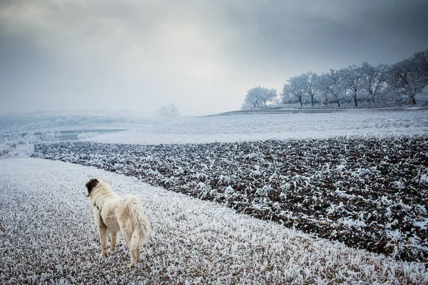 Beautiful Frozen Winter Landscape Frosty Trees — Stock Photo, Image