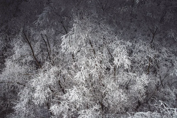 凍てつく木々の美しい冬の風景 — ストック写真