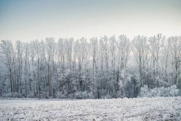 Bela Paisagem Congelada Inverno Com Árvores Geladas — Fotografia de Stock