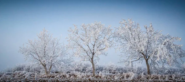 Hermoso Paisaje Invierno Congelado Con Árboles Helados —  Fotos de Stock