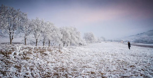 Bela Paisagem Congelada Inverno Com Árvores Geladas — Fotografia de Stock