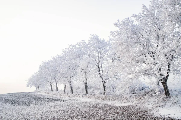 Красивый Зимний Пейзаж Ледяными Деревьями — стоковое фото