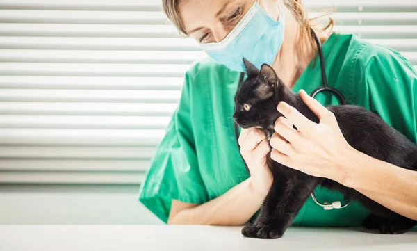 Lindo Pequeño Gato Negro Veterinario Cuidado Animales —  Fotos de Stock