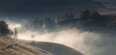 Güzel sonbahar erken doğası. Arka plandaki sisli ağaçlar dağlarda.