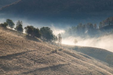 Güzel sonbahar erken doğası. Arka plandaki sisli ağaçlar dağlarda.