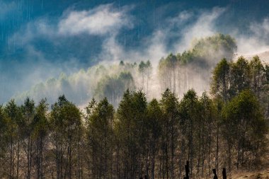Güzel sonbahar erken doğası. Arka plandaki sisli ağaçlar dağlarda.