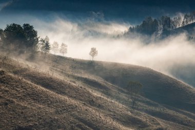 Güzel sonbahar erken doğası. Arka plandaki sisli ağaçlar dağlarda.