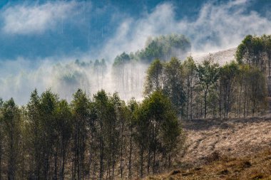 Güzel sonbahar erken doğası. Arka plandaki sisli ağaçlar dağlarda.
