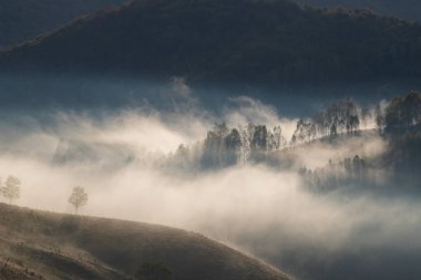 Güzel sonbahar erken doğası. Arka plandaki sisli ağaçlar dağlarda.