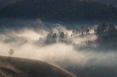 Güzel sonbahar erken doğası. Arka plandaki sisli ağaçlar dağlarda.