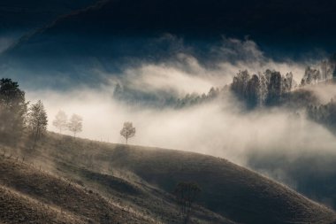 Güzel sonbahar erken doğası. Arka plandaki sisli ağaçlar dağlarda.