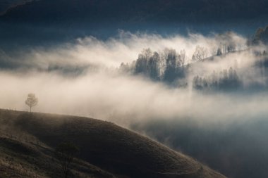 Güzel sonbahar erken doğası. Arka plandaki sisli ağaçlar dağlarda.