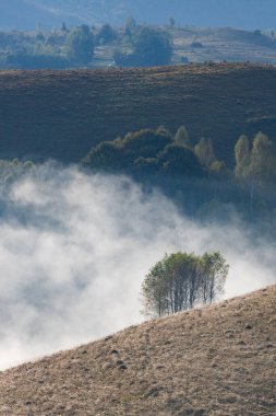 Güzel sonbahar erken doğası. Arka plandaki sisli ağaçlar dağlarda.