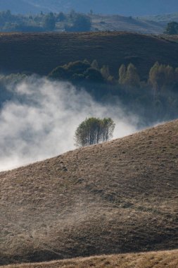 Güzel sonbahar erken doğası. Arka plandaki sisli ağaçlar dağlarda.