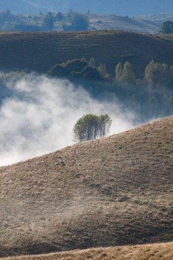 Güzel sonbahar erken doğası. Arka plandaki sisli ağaçlar dağlarda.