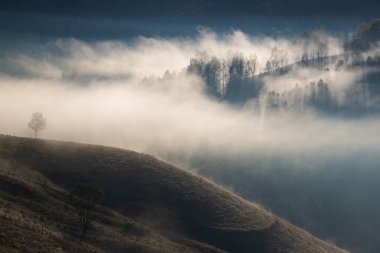 Güzel sonbahar erken doğası. Arka plandaki sisli ağaçlar dağlarda.