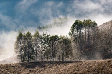 Güzel sonbahar erken doğası. Arka plandaki sisli ağaçlar dağlarda.