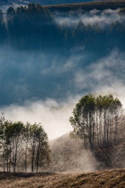 Güzel sonbahar erken doğası. Arka plandaki sisli ağaçlar dağlarda.