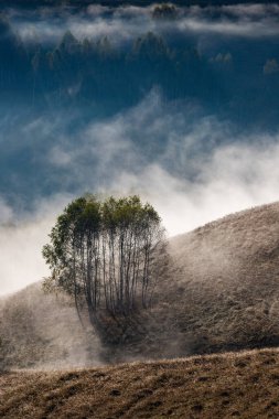 Güzel sonbahar erken doğası. Arka plandaki sisli ağaçlar dağlarda.