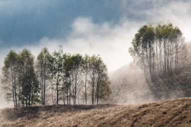 Güzel sonbahar erken doğası. Arka plandaki sisli ağaçlar dağlarda.