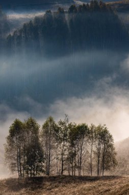 Güzel sonbahar erken doğası. Arka plandaki sisli ağaçlar dağlarda.