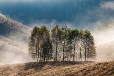 Güzel sonbahar erken doğası. Arka plandaki sisli ağaçlar dağlarda.