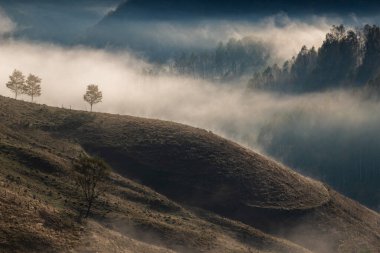 Güzel sonbahar erken doğası. Arka plandaki sisli ağaçlar dağlarda.