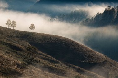 Güzel sonbahar erken doğası. Arka plandaki sisli ağaçlar dağlarda.