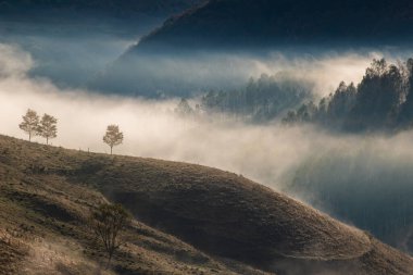 Güzel sonbahar erken doğası. Arka plandaki sisli ağaçlar dağlarda.