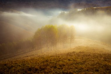 Güzel sonbahar erken doğası. Arka plandaki sisli ağaçlar dağlarda.