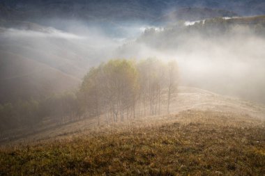 Güzel sonbahar erken doğası. Arka plandaki sisli ağaçlar dağlarda.