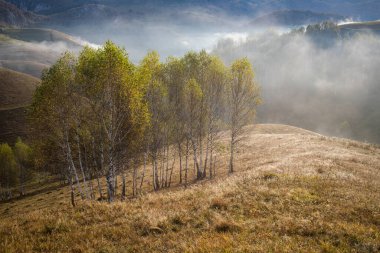 Güzel sonbahar erken doğası. Arka plandaki sisli ağaçlar dağlarda.