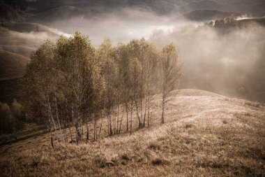 Güzel sonbahar erken doğası. Arka plandaki sisli ağaçlar dağlarda.