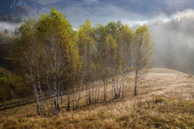 Güzel sonbahar erken doğası. Arka plandaki sisli ağaçlar dağlarda.