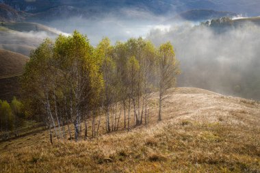 Güzel sonbahar erken doğası. Arka plandaki sisli ağaçlar dağlarda.