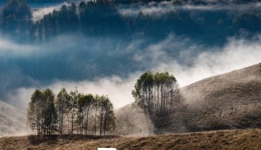 Güzel sonbahar erken doğası. Arka plandaki sisli ağaçlar dağlarda.